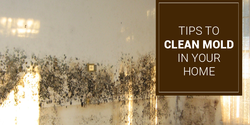 All About Mold – What is Mold, How to Detect Mold and Tips to Clean Mold in Your Home