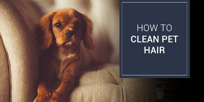 How to Clean Pet Hair?